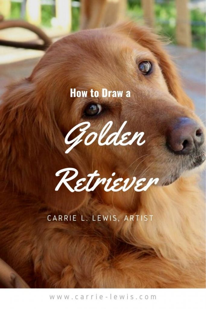 How to draw a golden retriever â carrie l lewis artist