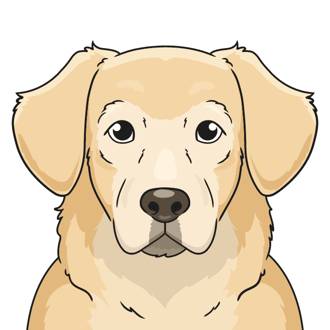 How to draw a golden retriever face