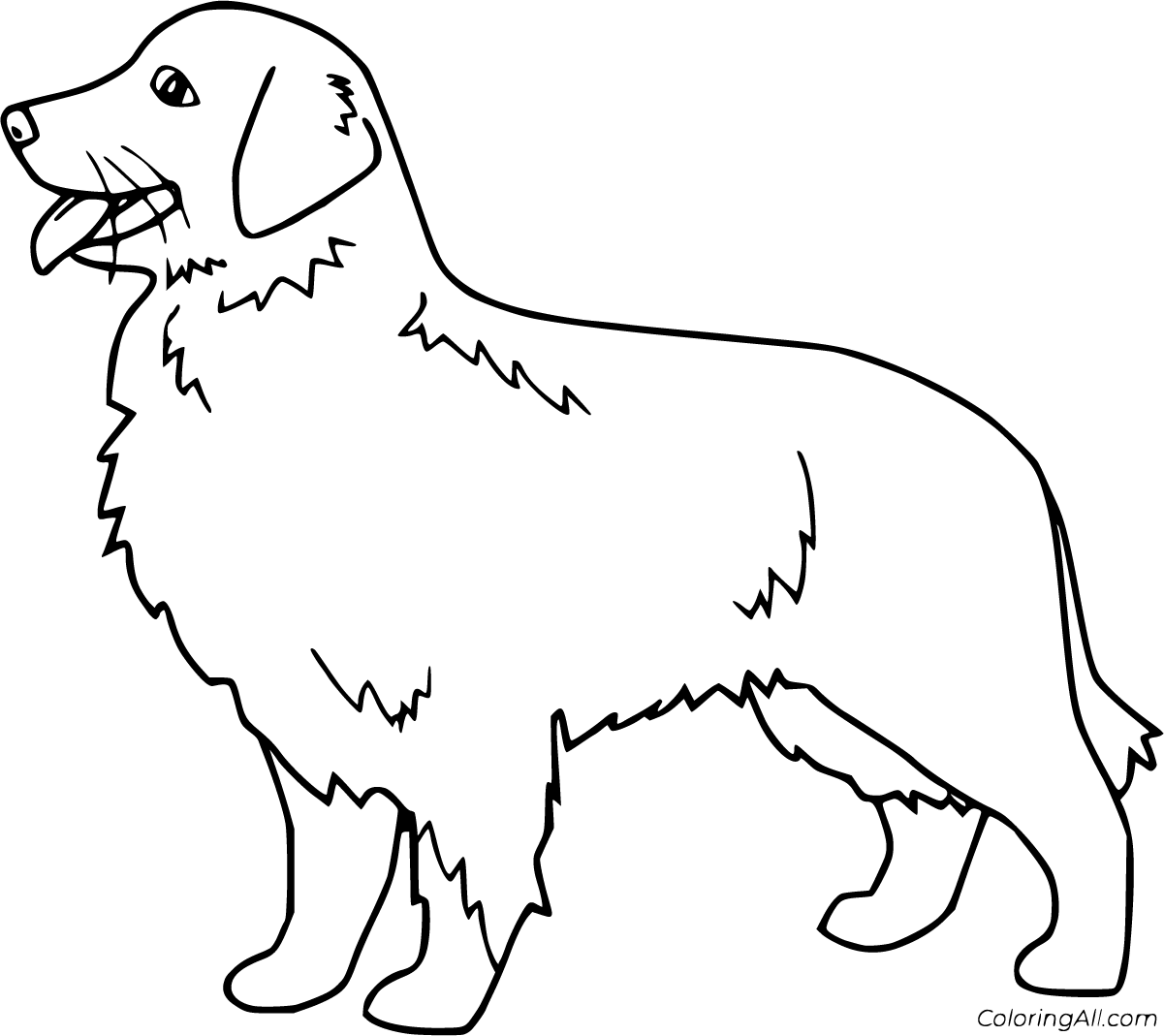 Golden retriever coloring pages