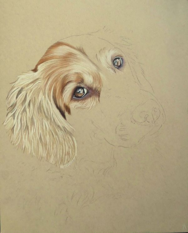 How to draw a golden retriever â carrie l lewis artist