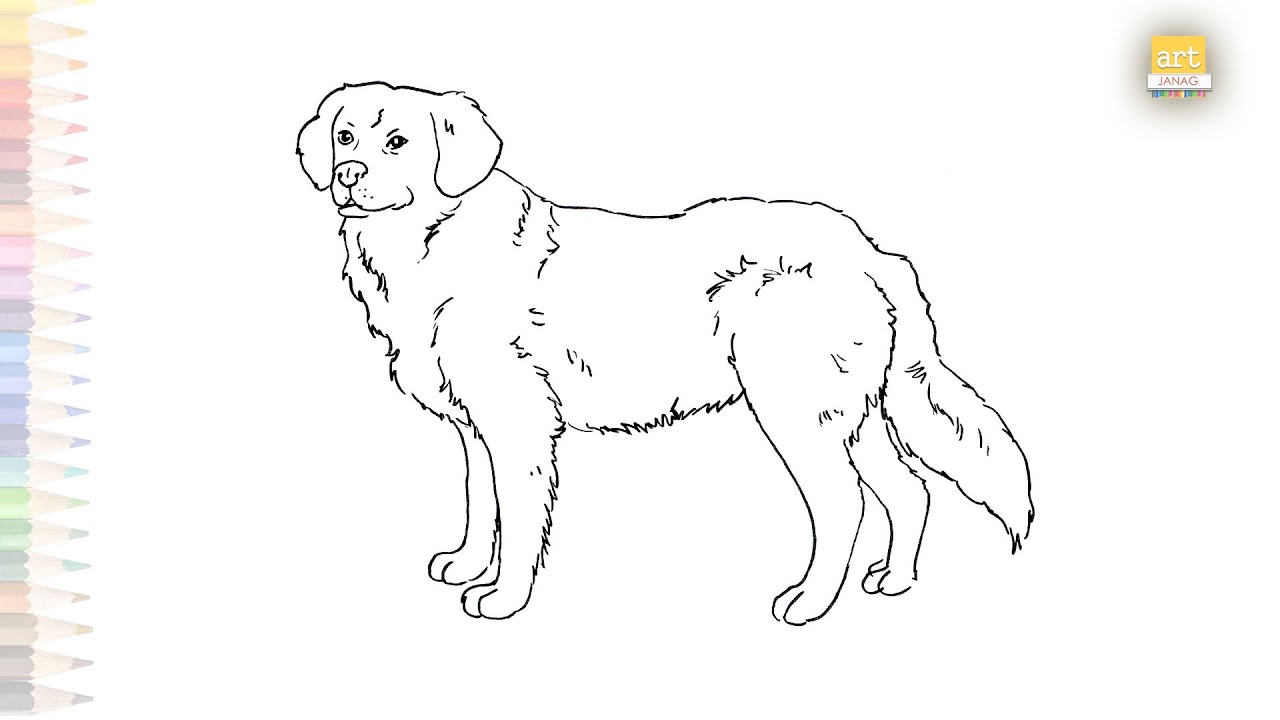 Golden retriever breed dog drawings dog drawing videos how to draw golden retriever step by step