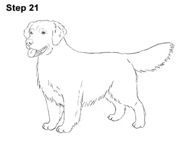 How to draw a dog golden retriever