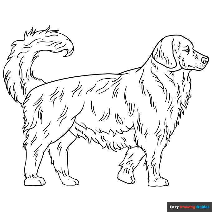 Golden retriever coloring page easy drawing guides