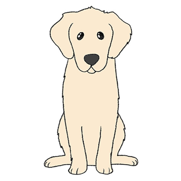 How to draw a golden retriever