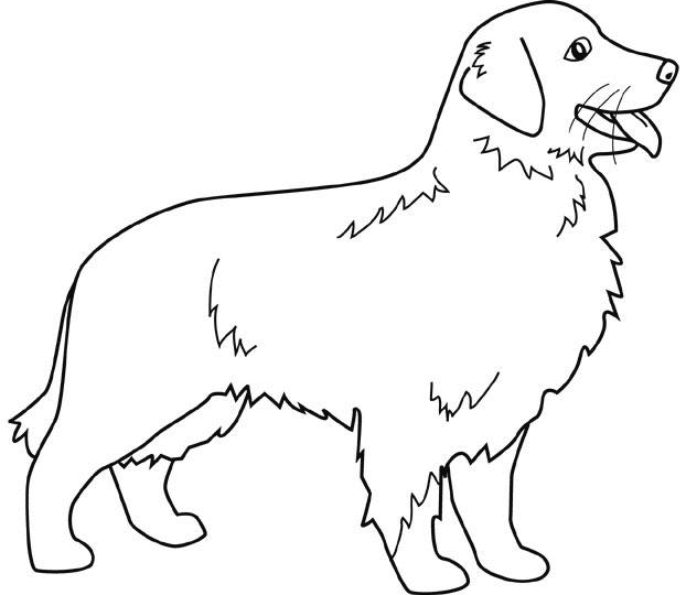 Golden retriever coloring pages