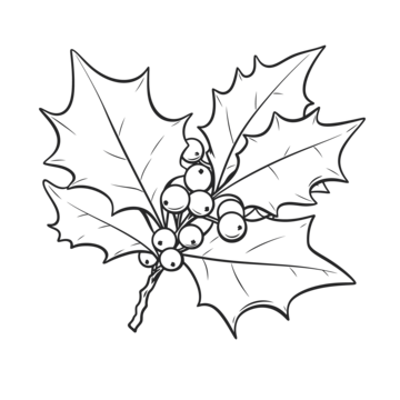 Holly leaf coloring page with berries outline sketch drawing vector leaf drawing wing drawing ring drawing png and vector with transparent background for free download