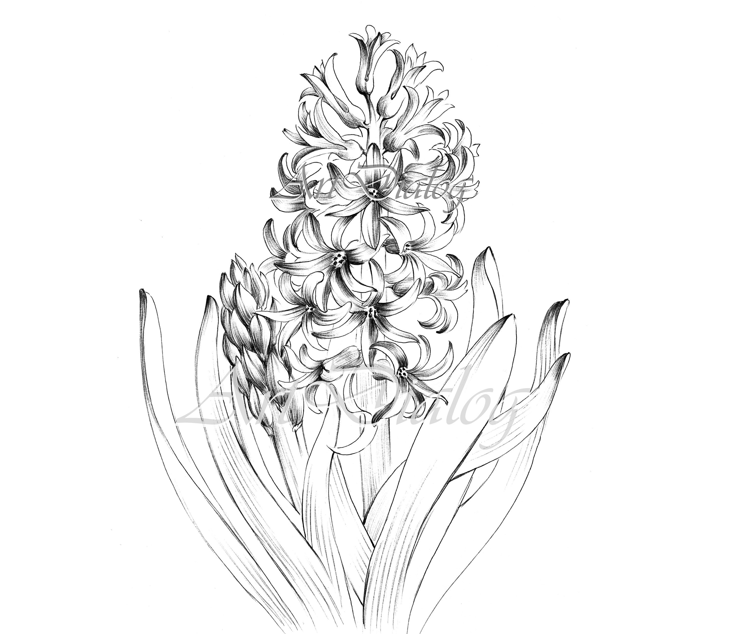 Hyacinth drawimg large print hygge spring flower jpeg clipart coloring page line drawing botanical prints a print black white