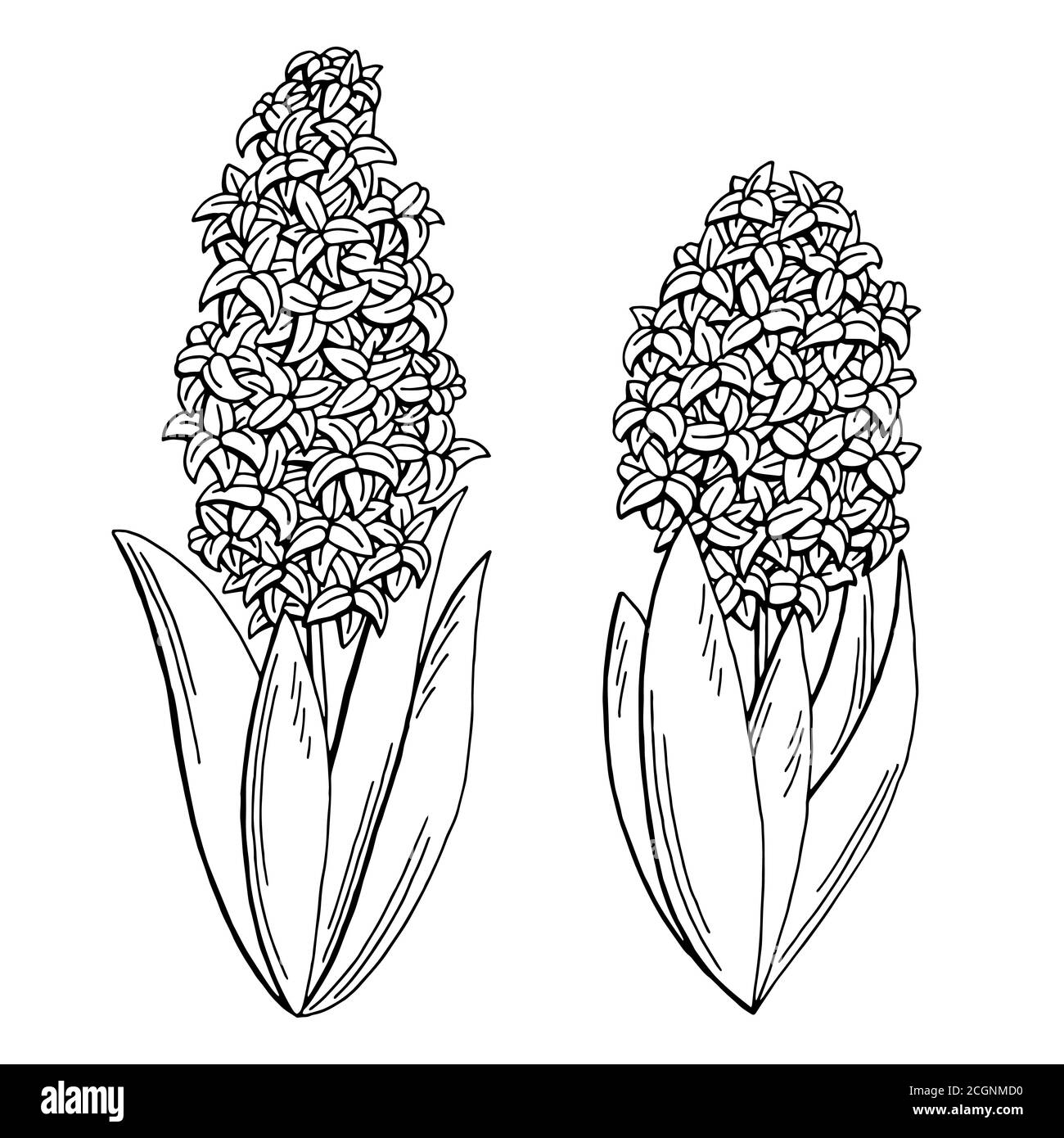 Hyacinth flower vector black and white stock photos images