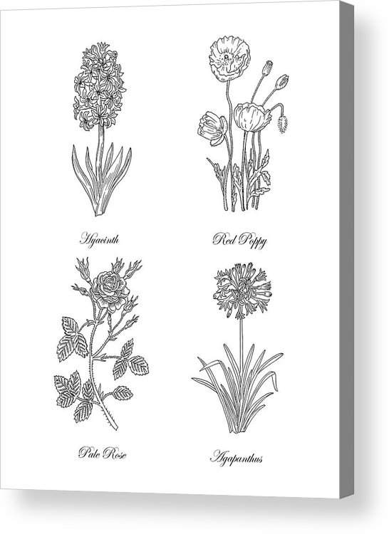 Hyacinth red poppy pale rose agapanthus drawing acrylic print by irina sztukowski