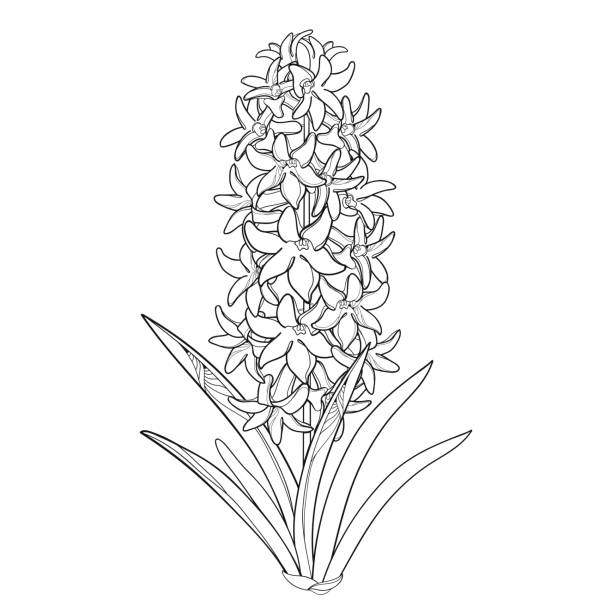 Hyacinth stock illustrations royalty