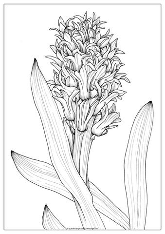 Coloring pages