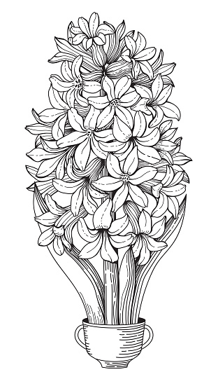 Beautiful hyacinth in pot isolated on white background sketch hyacinth engraved spring flowers stock illustration