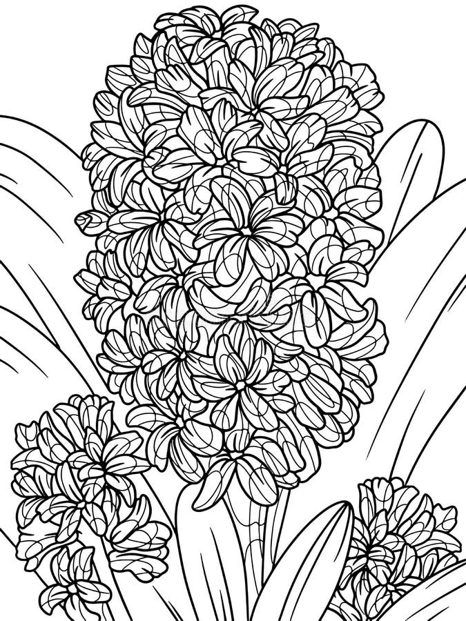 Hyacinthus flowers stock illustrations â hyacinthus flowers stock illustrations vectors clipart