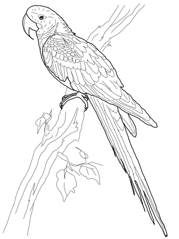 Hyacinth macaw coloring page free printable coloring pages