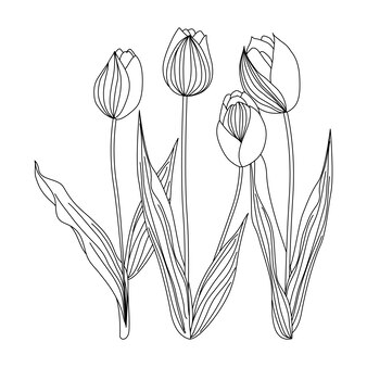 Page hyacinth drawing images