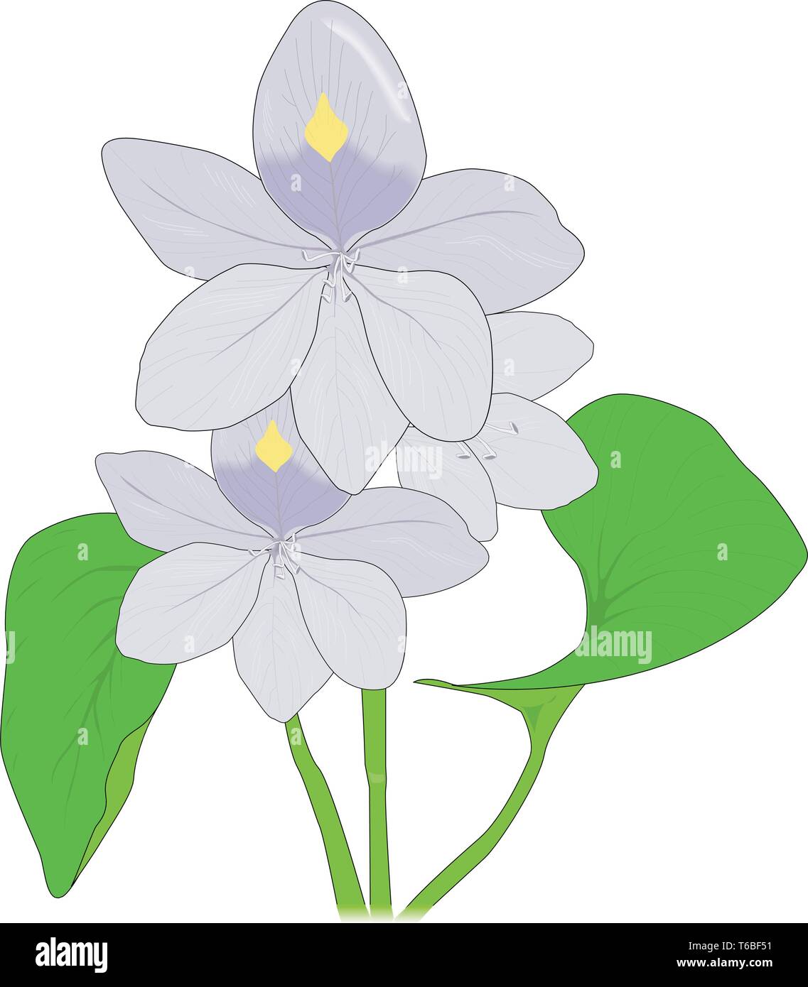 Water hyacinth vector illustration stock vector image art