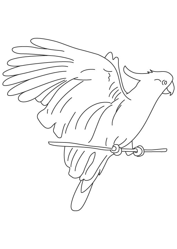 Tubers eating cockatoo coloring page download free tubers eating cockatoo coloring page for kids best coloring pages