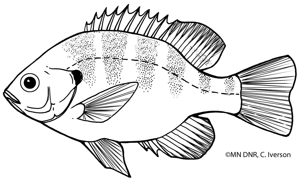 Coloring pages great lakes aquarium