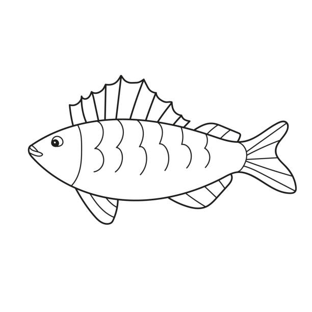 Lake whitefish stock illustrations royalty