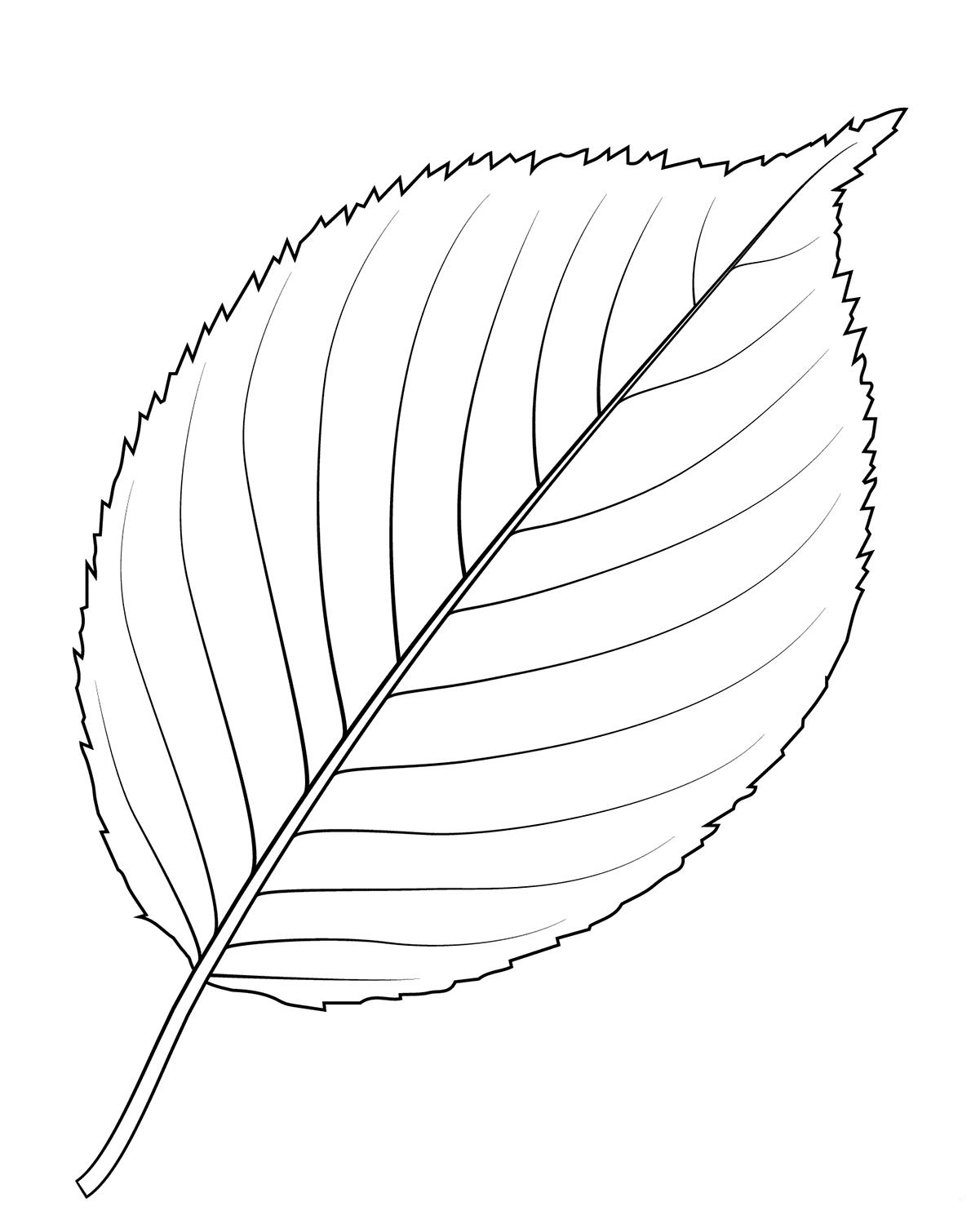 Simple leaf brought at the biology lesson coloring page