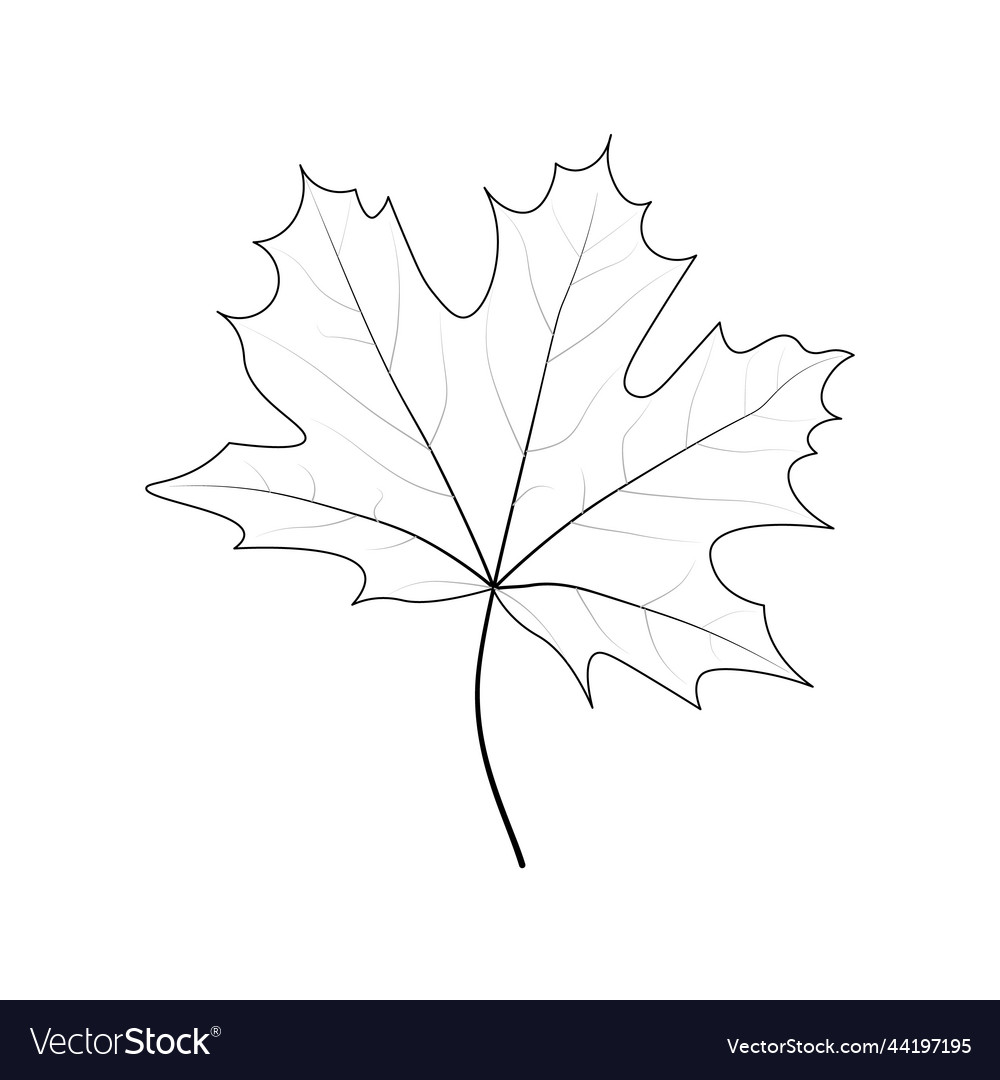 Single simple marple leaf outline coloring page vector image