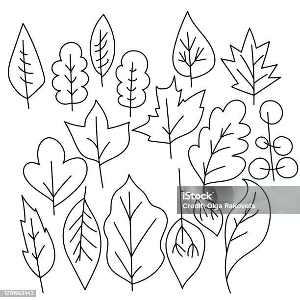 Set of doodle leaves with different trees simple image of a leaf coloring page vector illustration stock illustration