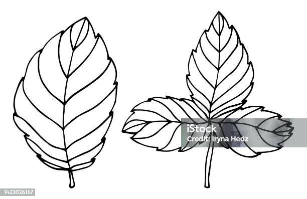 Simple hand drawn doodle strawberry leaf leave silhouette vector for coloring book stock illustration