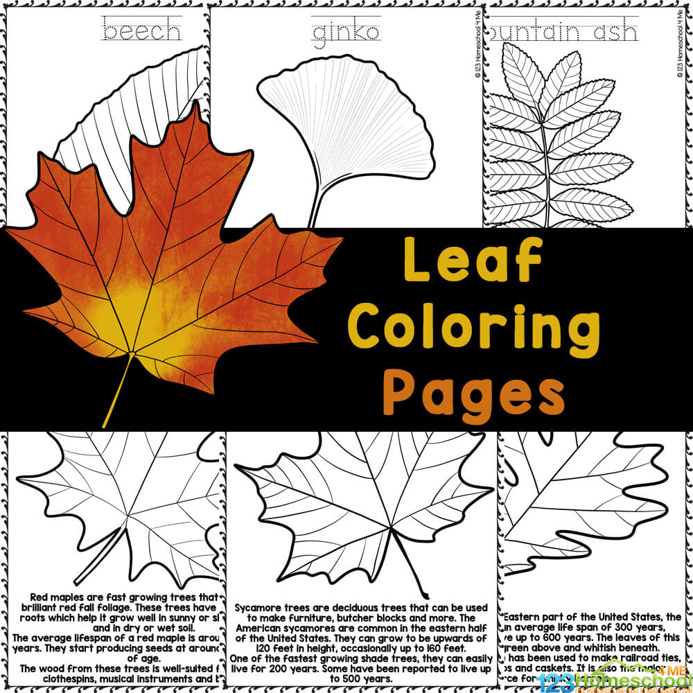 Free fall leaf coloring pages with realistic pictures to color