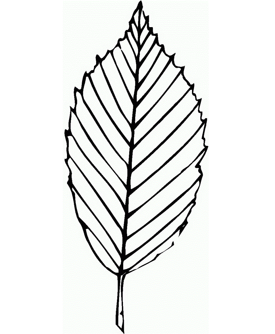 Free printable leaf coloring pages for kids