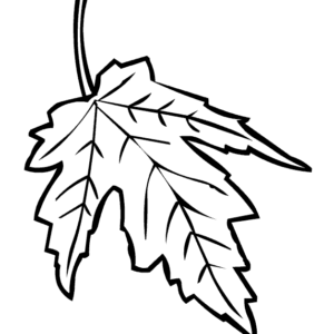 Maple leaf coloring pages printable for free download