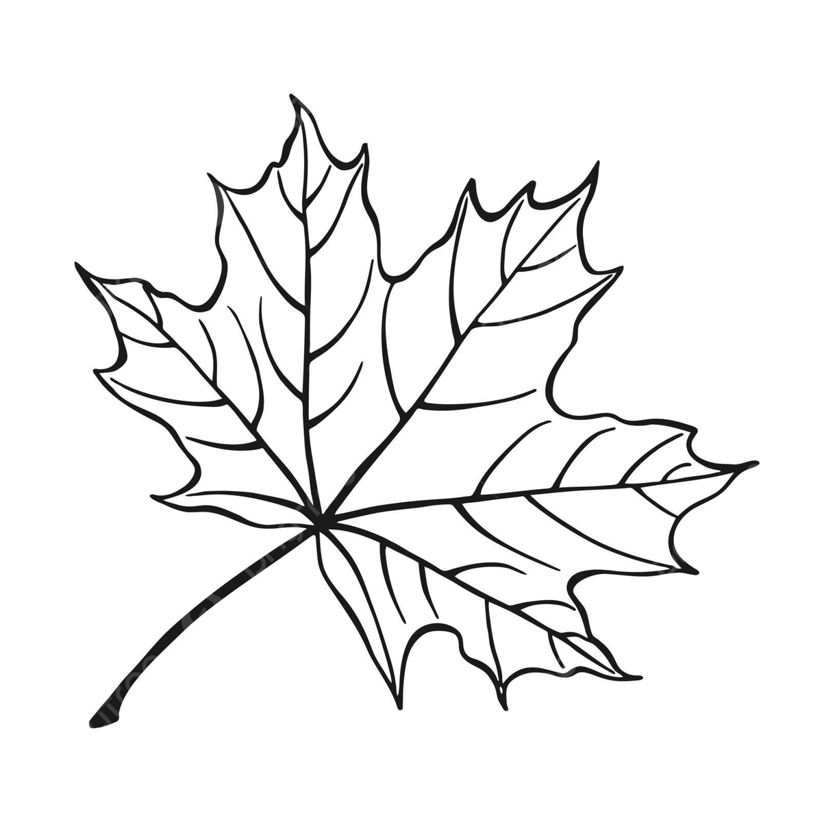 Maple leaf outline sketch simple line art style of a handdrawn maple leaf on a white background vector leaf drawing maple leaf drawing hand drawing png and vector with transparent background for