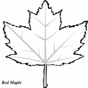 Maple leaf coloring pages printable for free download