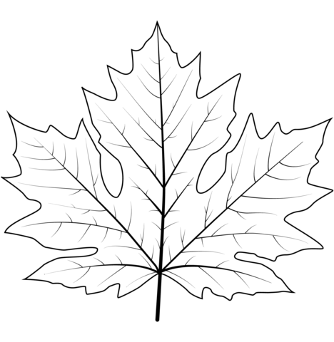 Big leaf maple leaf coloring page free printable coloring pages