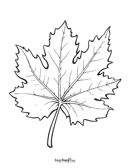 Printable leaf coloring pages â sheets