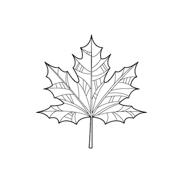 Premium vector maple leaf hand drawn vector design zentangle print for coloring book