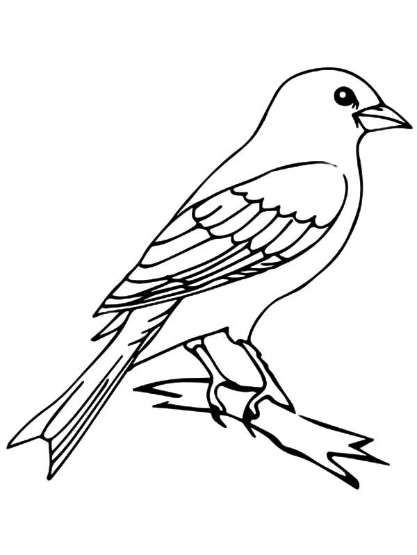 Mockingbird coloring pages
