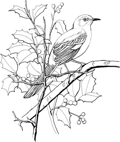 Northern mockingbird perched on a tree coloring page from mockingbird category select from printâ bird coloring pages bird drawings animal coloring pages