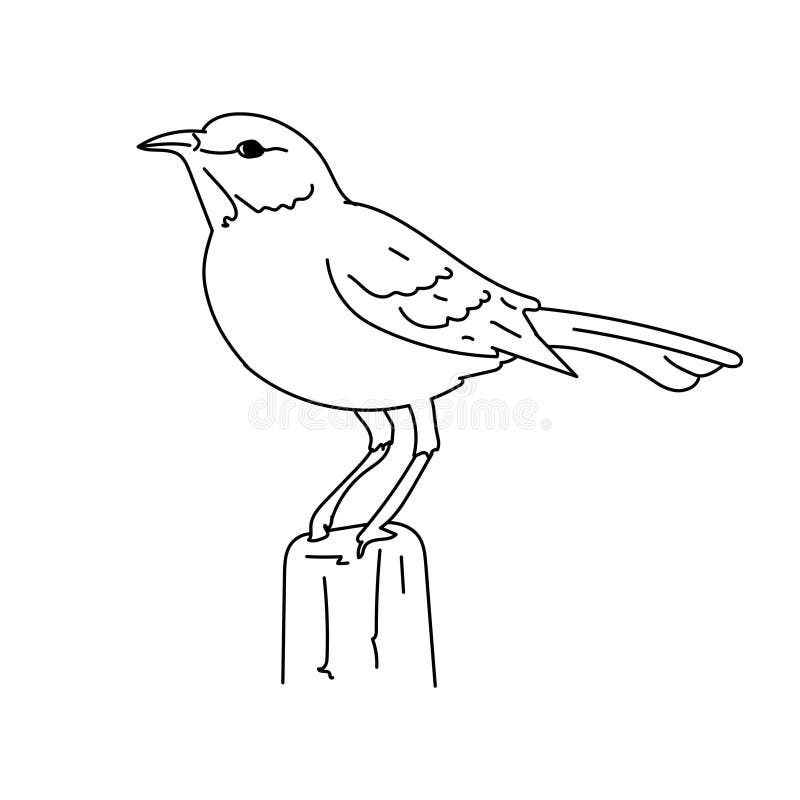 Mockingbird illustration stock illustrations â mockingbird illustration stock illustrations vectors clipart