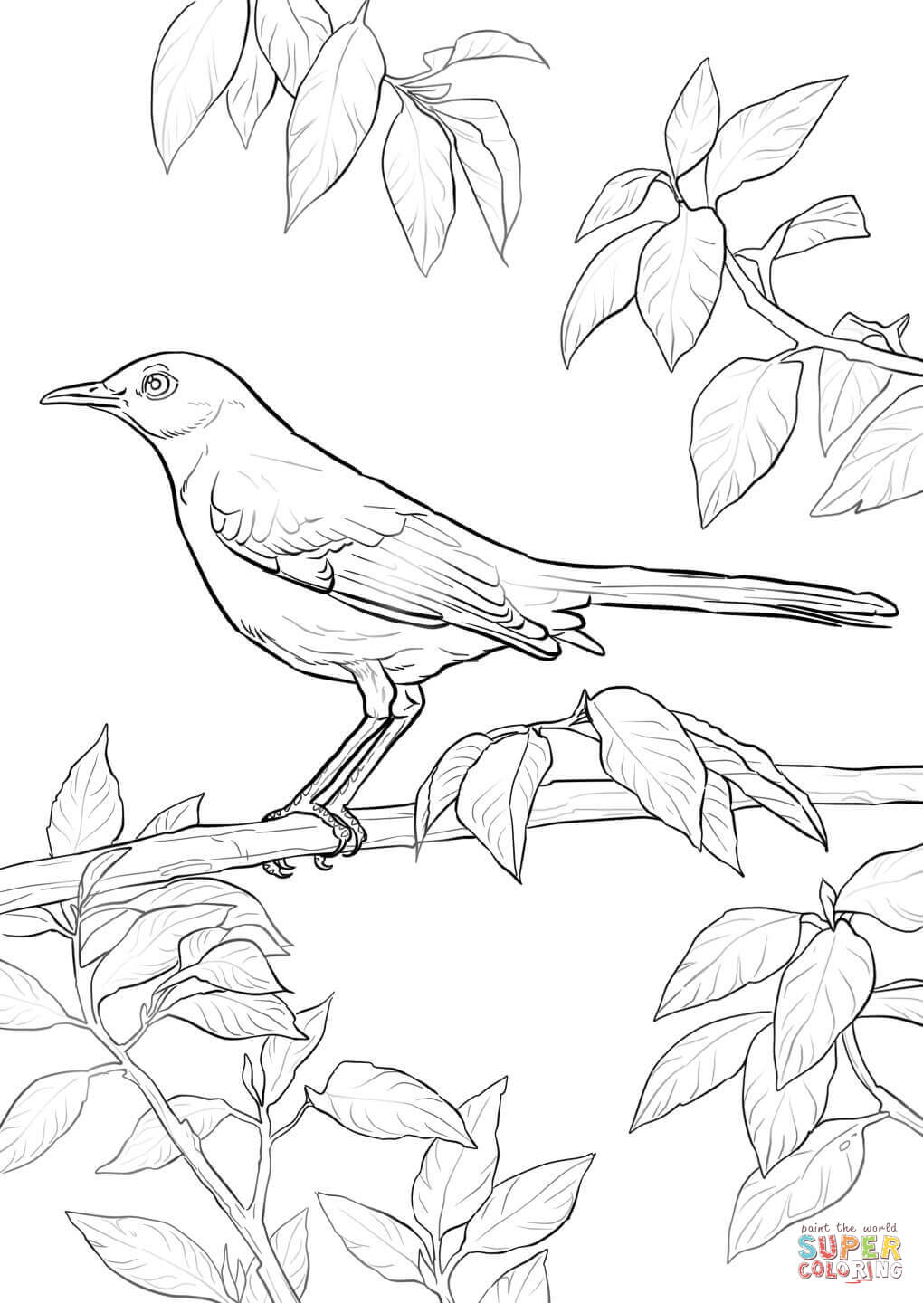 Northern mockingbird coloring page free printable coloring pages