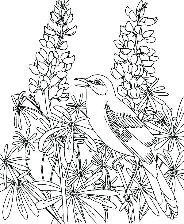 Mockingbird coloring pages