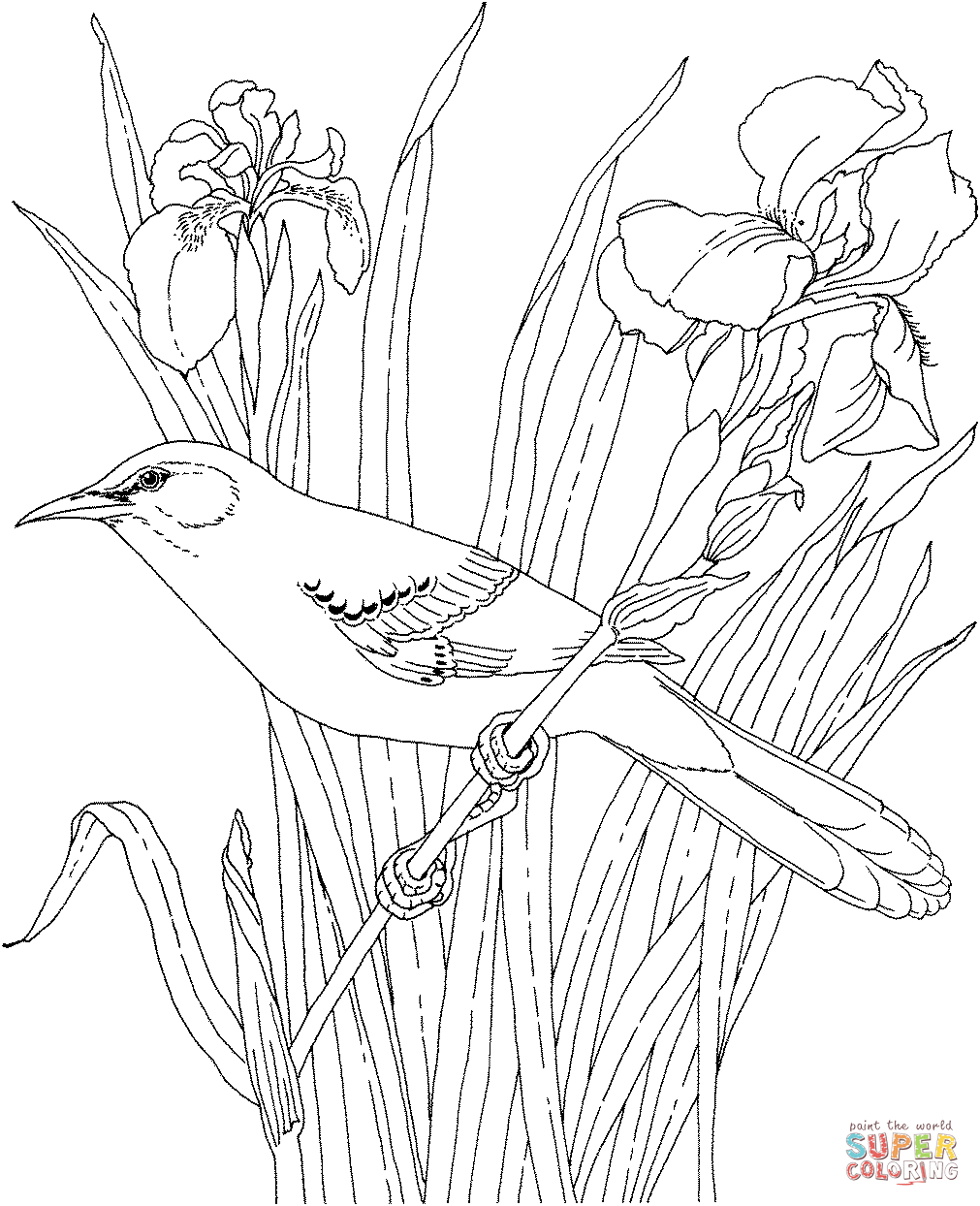 Mockingbird and iris tennessee state bird and flower coloring page free printable coloring pages