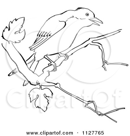 Cartoon of a retro vintage black and white mockingbird in a tree line drawing