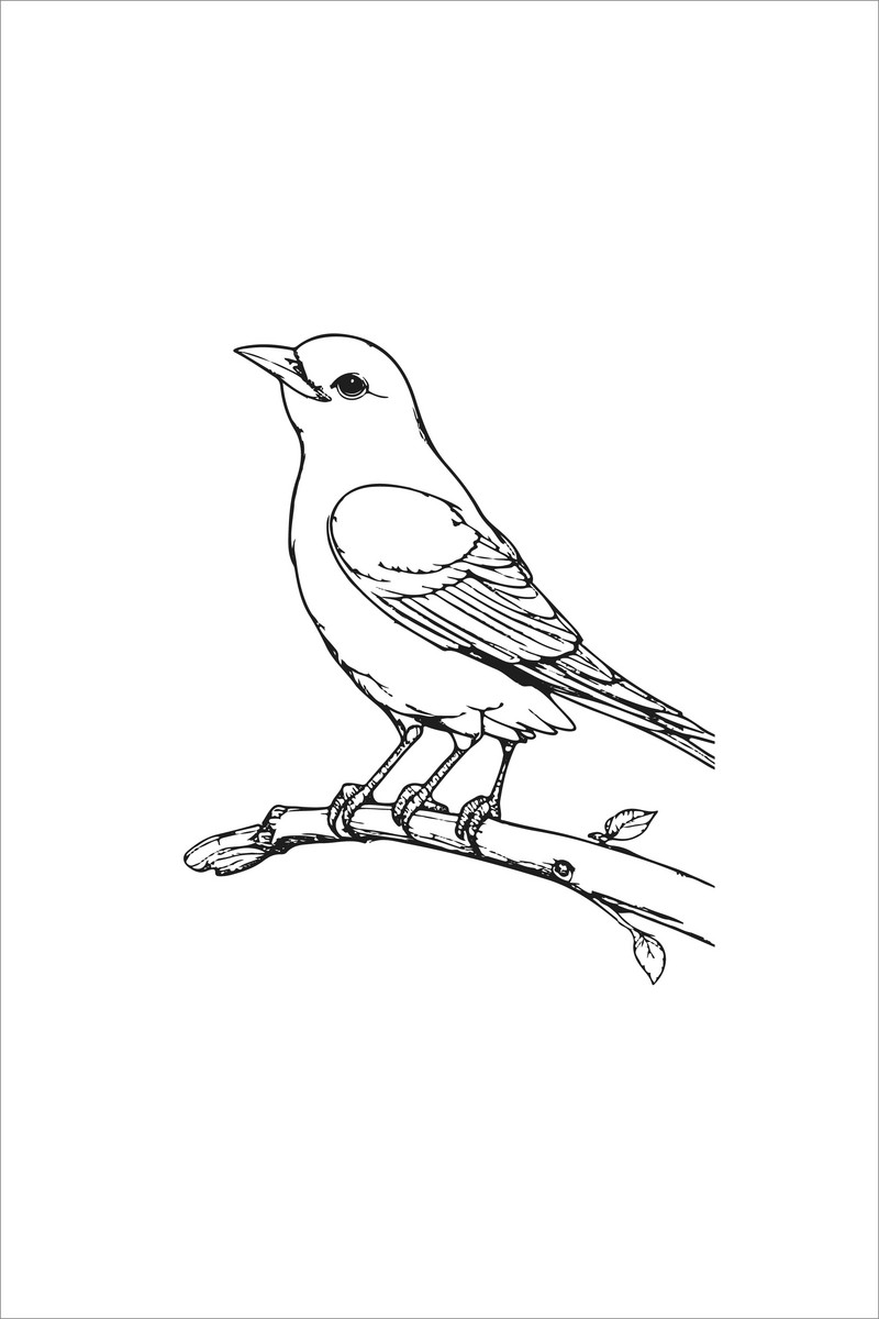 Drawing kawaii coloring birds page illustration png images png free download