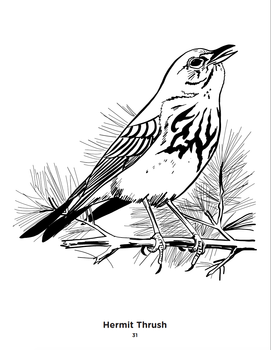 Burgess birds extension pack wcoloring pages chapter lessons not included â simple studies