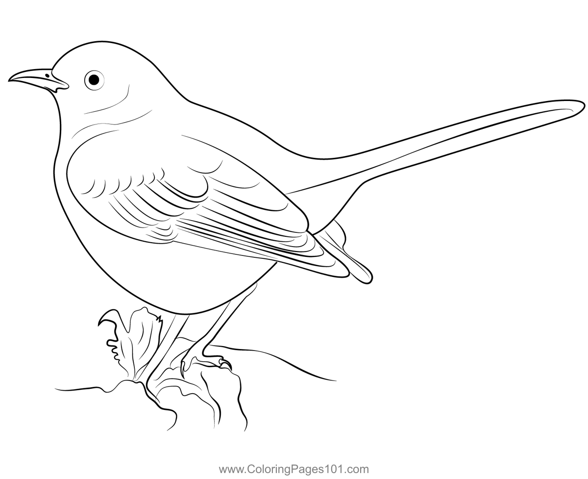 Big mockingbird coloring page for kids