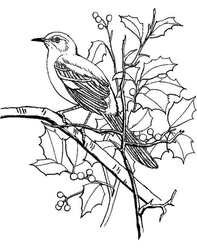 Mockingbird coloring pages