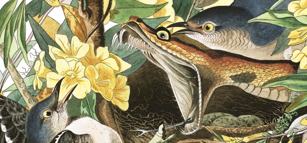 Audubon coloring page â