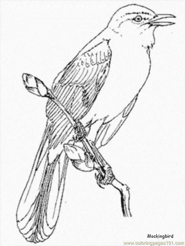 Free mockingbird coloring page download free mockingbird coloring page png images free cliparts on clipart library