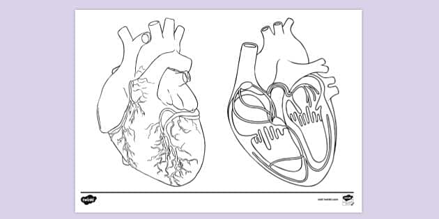 Human heart colouring page