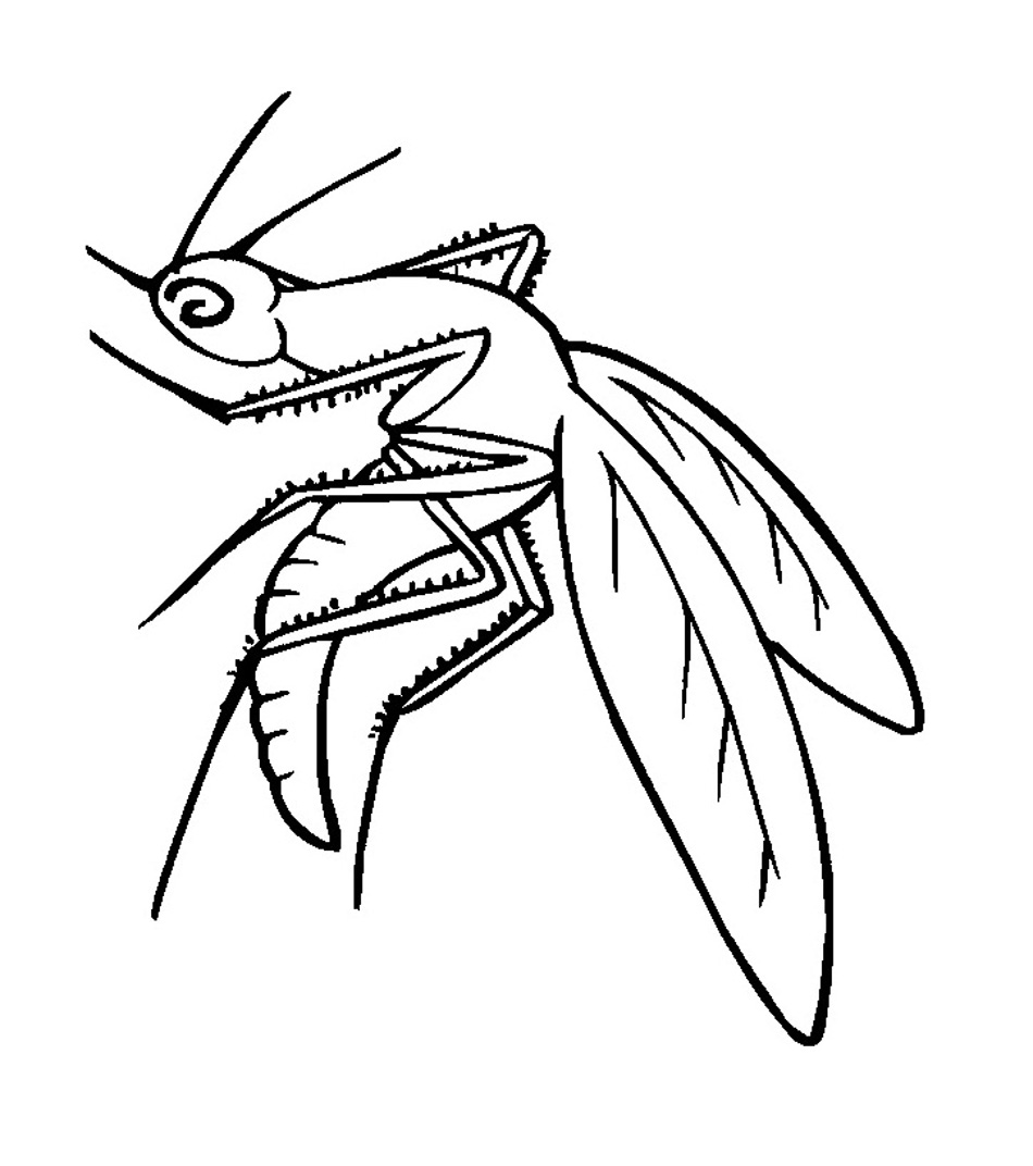 Free printable mosquito coloring pages for kids